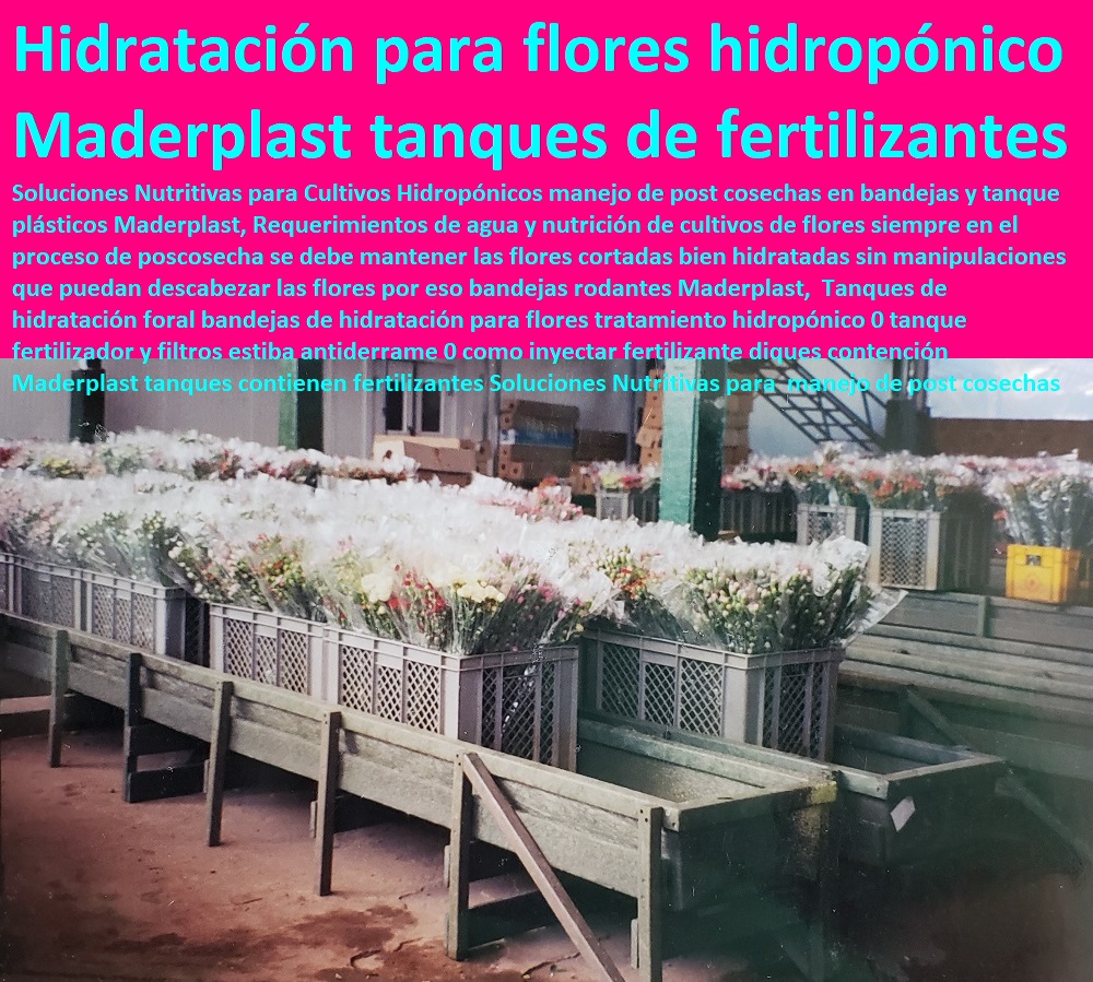 Tanques de hidratación foral bandejas de hidratación para flores tratamiento hidropónico 0 tanque fertilizador y filtros estiba antiderrame 0 como inyectar fertilizante diques contención Maderplast TUTORES PARA FLORES, CABLE VÍA BANANAS AROMÁTICAS, Cultivos Tecnificados, Invernaderos, Semilleros, Bancos De Siembra, Hidroponía, Agricultura, Cosecha, Poscosecha, tanques contienen fertilizantes Tanques de hidratación foral bandejas de hidratación para flores tratamiento hidropónico 0 tanque fertilizador y filtros estiba antiderrame 0 como inyectar fertilizante diques contención Maderplast tanques contienen fertilizantes